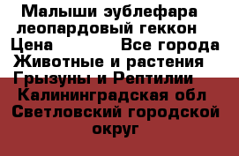 Малыши эублефара ( леопардовый геккон) › Цена ­ 1 500 - Все города Животные и растения » Грызуны и Рептилии   . Калининградская обл.,Светловский городской округ 